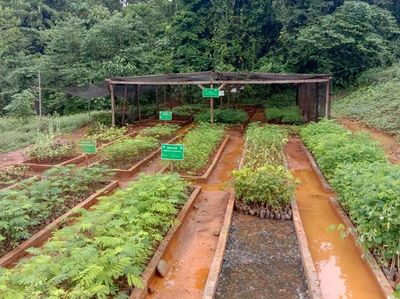 Potret Penghijauan Dibekas Area Tambang