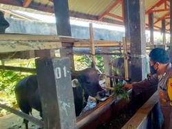 Polsek Lingsar Dukung Kampung Sehat Lewat Inovasi Biogas Kotoran Sapi