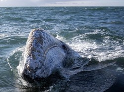 Dikira Sudah Punah, Paus Abu-Abu Terlihat di Lepas Pantai Massachusetts