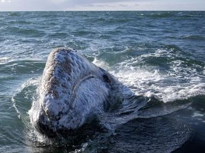 Dikira Sudah Punah, Paus Abu-Abu Terlihat di Lepas Pantai Massachusetts Dikira Sudah Punah, Paus Abu-Abu Terlihat di Lepas Pantai Massachusetts