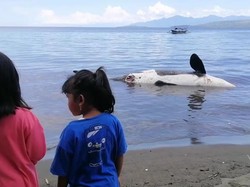 Seekor Paus Orca Ditemukan Mati di Pantai Bangsring Banyuwangi