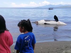 Seekor Paus Orca Ditemukan Mati di Pantai Bangsring Banyuwangi Seekor Paus Orca Ditemukan Mati di Pantai Bangsring Banyuwangi