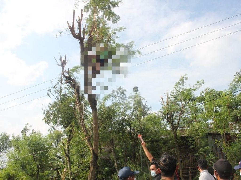 Seorang Petani Mojokerto Ditemukan Tewas di Atas Pohon Lamtoro