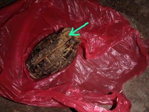 Dikira Mainan, Pekerja PT KAI Temukan Granat Nanas