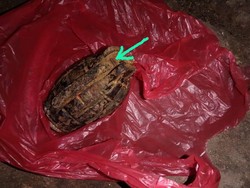 Dikira Mainan, Pekerja PT KAI Temukan Granat Nanas