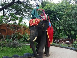 KBS Jadi Tempat Wisata Favorit Warga, Tunggang Gajah Masih Dinikmati