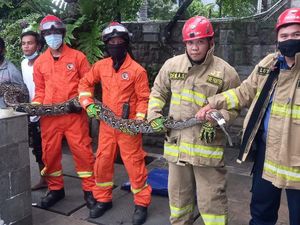 Ular Sanca 5 Meter Sembunyi di Tempat Tanaman Hias Sebuah Rumah di Jaktim