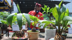 Melihat Kontes Bonsai Kelapa di Pamekasan