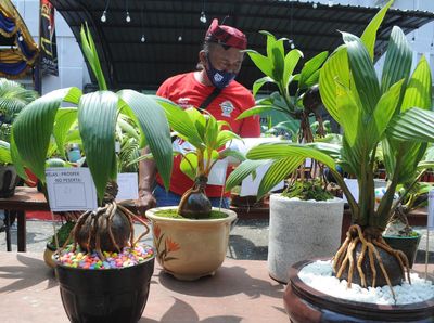 Melihat Kontes Bonsai Kelapa di Pamekasan