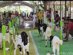 Satgas COVID-19 Blitar Batalkan Kontes Kambing yang Tak Kantongi Izin