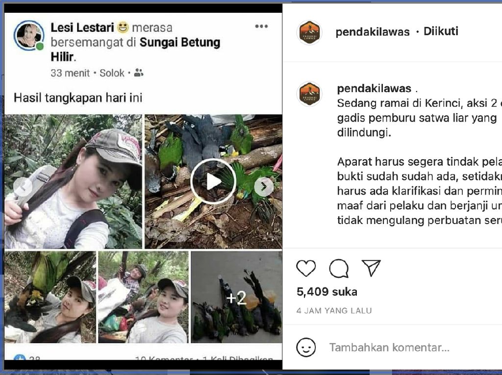 Viral Mbak-mbak Bedil Burung-burung Langka di Gunung Kerinci Viral Mbak-mbak Bedil Burung-burung Langka di Gunung Kerinci