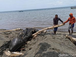 BKSDA Teliti Kematian Paus Orca di Pantai Bangsring Banyuwangi