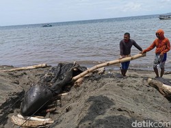 BKSDA Teliti Kematian Paus Orca di Pantai Bangsring Banyuwangi