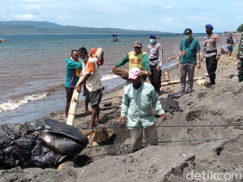 Paus Orca yang Mati di Pantai Bangsring Banyuwangi Dikubur