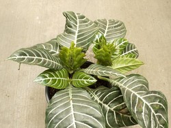 Mengenal Tanaman Hias Zebra dan Cara Merawatnya