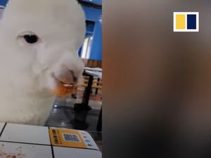 Kocak! Besar di Restoran BBQ, Alpaca Ini Hobinya Ngemil Makanan Pedas