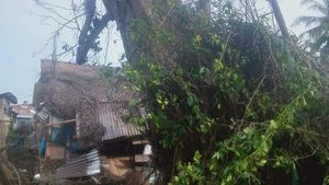 Penampakan Pohon Tumbang Lalu Berdiri Lagi yang Tewaskan Warga Sumut