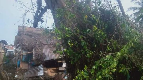 Penampakan Pohon Tumbang Lalu Berdiri Lagi yang Tewaskan Warga Sumut