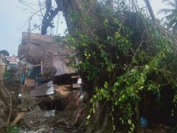 Saat Lurah Menepis Kabar Pohon Tumbang Berdiri Lagi Diselimuti Mistis