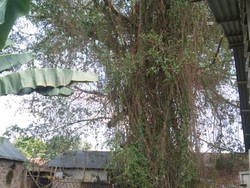 Ini Penyebab Pohon Raksasa Tua di Sumut Tumbang Lalu Berdiri Lagi