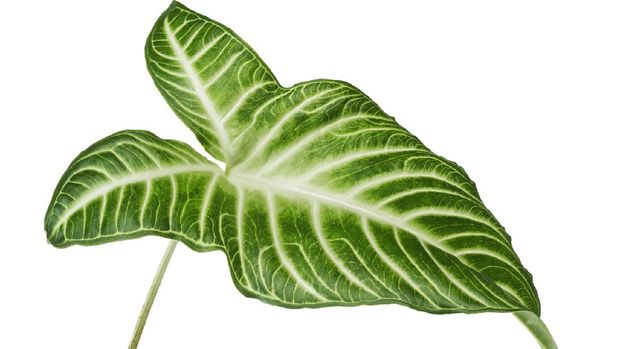 Xanthosoma Lindenii leaf, Caladium Lindenii foliage isolated on white background, with clipping path