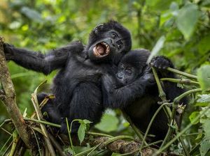 Gawat! Rumah Gorila di Kongo Terancam Tambang Minyak Gawat! Rumah Gorila di Kongo Terancam Tambang Minyak