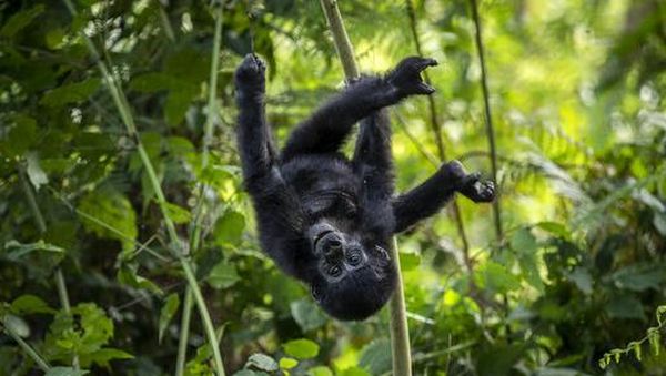 Tingkah Lucu Bayi Gorila di Taman Nasional Uganda
