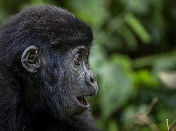 Fakta Menarik Otak dan Menguap pada Hewan