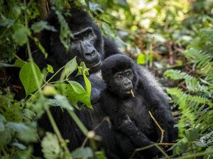 Kelalaian Staf Bunbin yang Sebabkan Kematian Gorila