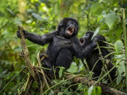 Bayi Gorila Lahir di Kebun Binatang London, Bikin Pengunjung Gembira