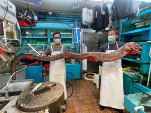 Belut Raksasa Langka 3,6 Meter Ini Ludes Diburu Pembeli Belut Raksasa Langka 3,6 Meter Ini Ludes Diburu Pembeli
