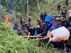 BNN Musnahkan Ladang Ganja Seluas 9 Hektare di Lhoksumawe