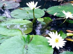 Lotus Lagoon Candidasa, Tempat Instagramable Unik di Timur Pulau Bali