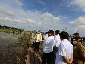Kementan Perluas Lahan Food Estate di Kapuas untuk Ditanami Padi