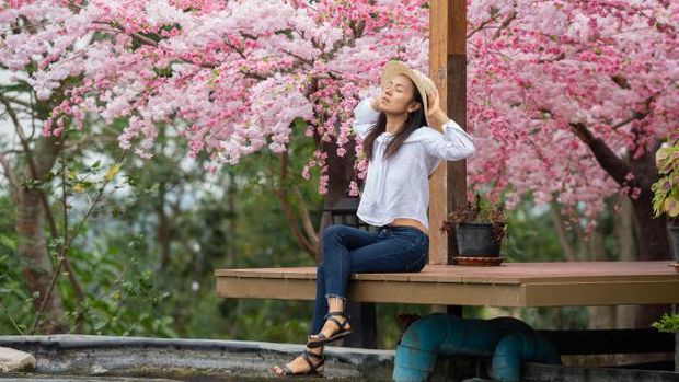 Bunga Sakura Musim Semi/Foto: Freepik.com