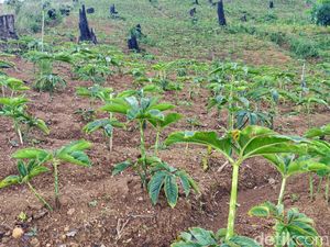 Ini yang Bikin Porang Nggak Bisa Diekspor ke China