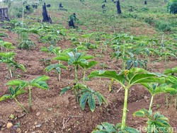 Porang Jatim Tak Akan Diekspor