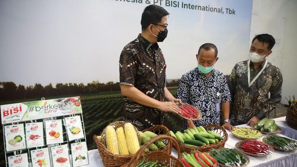 Upaya Meningkatkan Produksi Cabai Berkualitas