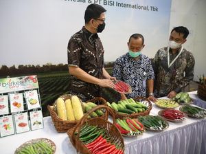 Upaya Meningkatkan Produksi Cabai Berkualitas