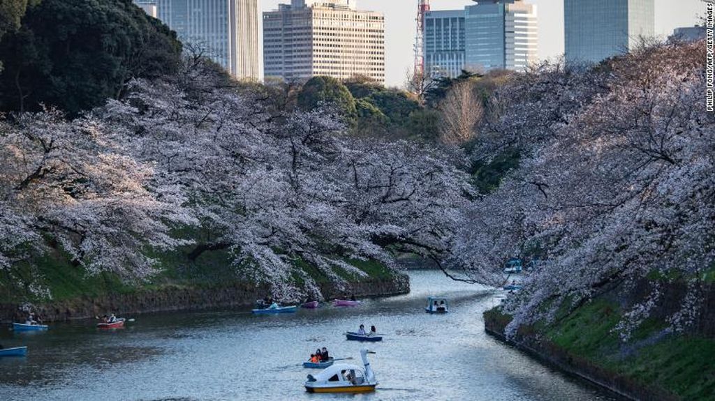 Potret Langka Bunga Sakura Jepang Mekar Lebih Awal dalam 1.200 Tahun