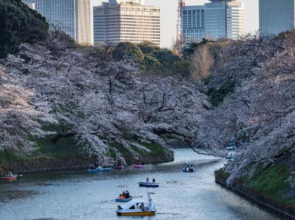 Potret Langka Bunga Sakura Jepang Mekar Lebih Awal dalam 1.200 Tahun