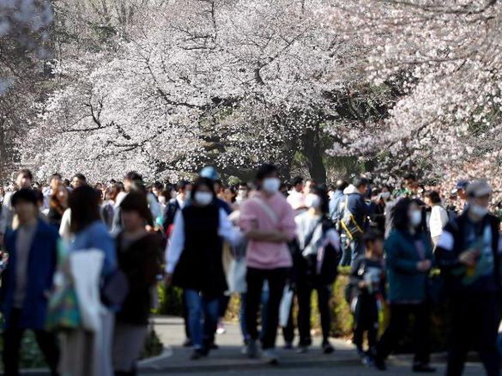 Bunga Sakura Jepang Mekar Terlalu Awal dalam 1.200 Tahun Bunga Sakura Jepang Mekar Terlalu Awal dalam 1.200 Tahun