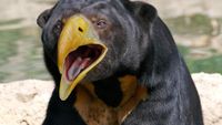 Penampakan Beruang Jika Punya Paruh Burung