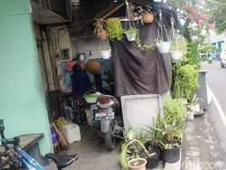 Viral Wanita Berhijab di Bali Beri Makan ke Anjing Tiap Hari