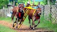 Melihat Joki Cilik Berlatih Karapan Sapi