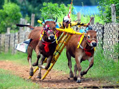 Melihat Joki Cilik Berlatih Karapan Sapi