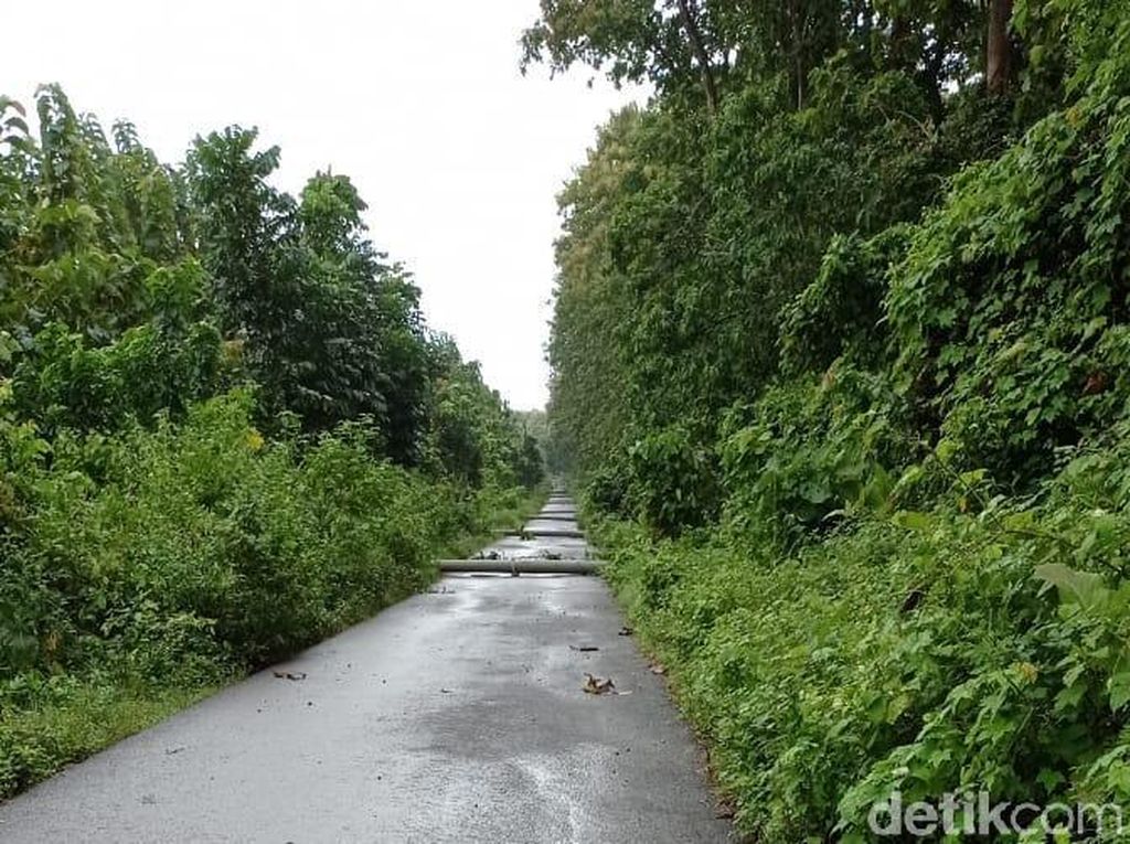 Ada 18 Tiang Listrik Roboh, Alas Purwo Mati Lampu Ada 18 Tiang Listrik Roboh, Alas Purwo Mati Lampu