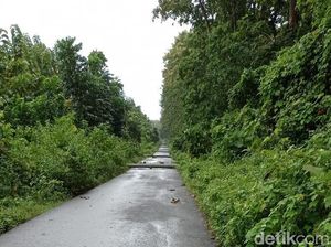 Ada 18 Tiang Listrik Roboh, Alas Purwo Mati Lampu Ada 18 Tiang Listrik Roboh, Alas Purwo Mati Lampu