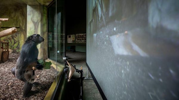 Tingkah Lucu Simpanse Nonton Layar Tancep di Ceko