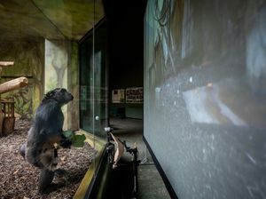 Tingkah Lucu Simpanse Nonton Layar Tancep di Ceko